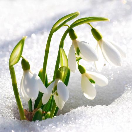 Snowdrop