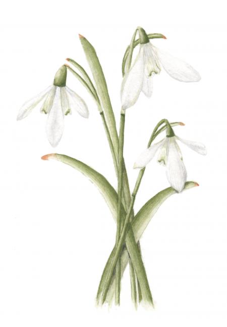 Snowdrop