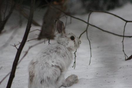 Snowshoe Hare