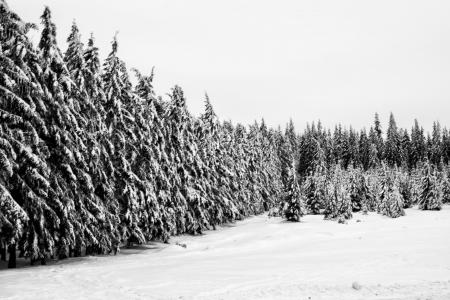 Snowy Field And Trees