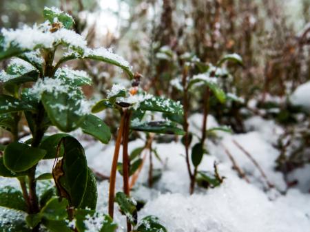 Snowy Forest