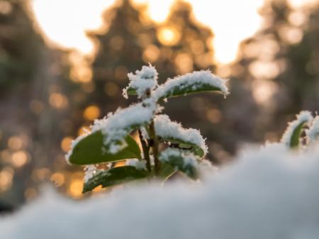 Snowy Forest