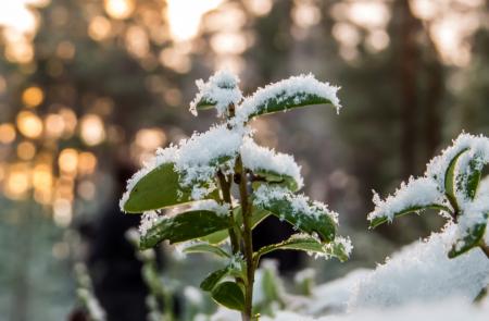 Snowy Forest