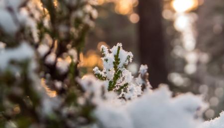 Snowy Forest