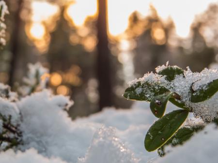 Snowy Forest