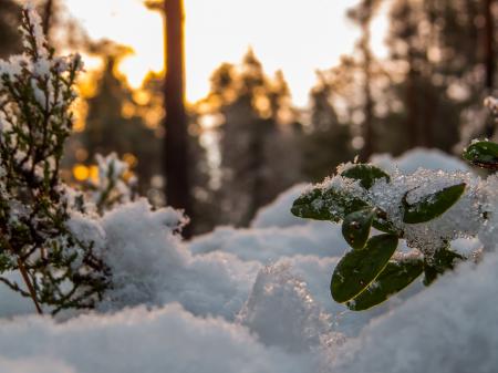 Snowy Forest