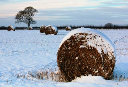 Snowy Hay Field