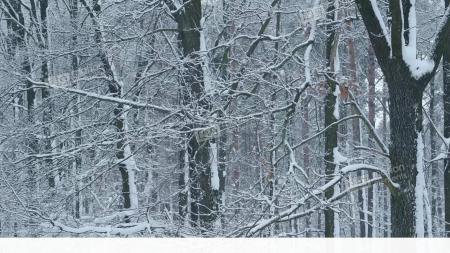 Snowy Leafless Trees