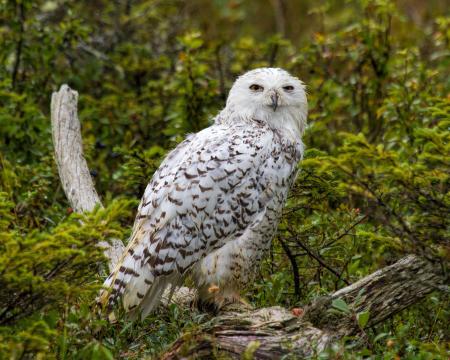 Snowy owl