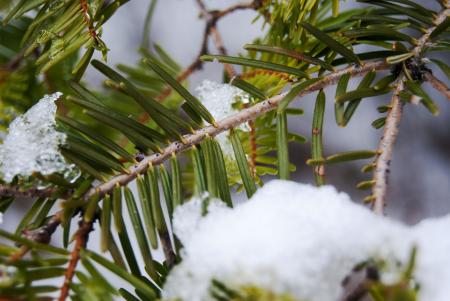 Snowy Pine Needles