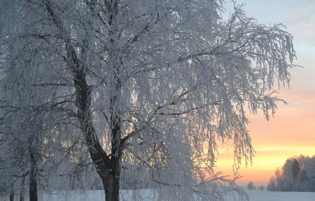 Snowy tree