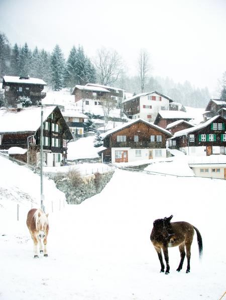 Snowy village and horses