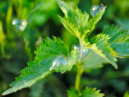 Soap bubbles on nettle leaves