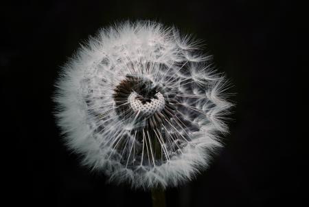 Soft Dandelion