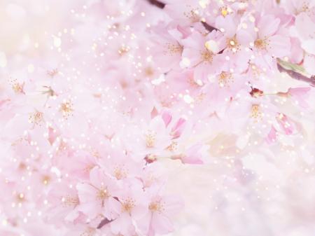 Soft flower background