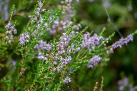 Soft touch of nature