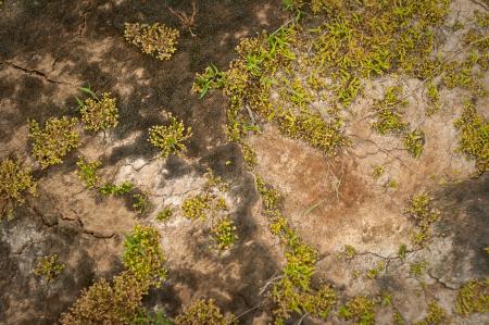 Soil Surface