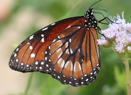 SOLDIER (Danaus eresimus) (11-18-13) roma, tx -01