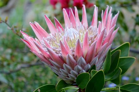South African flower