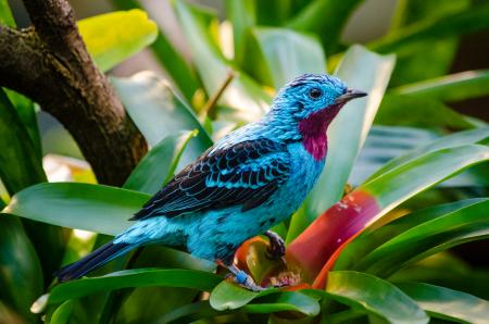 Spangled cotinga (male)