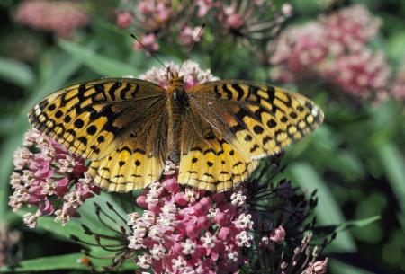 Spangled Fritillary