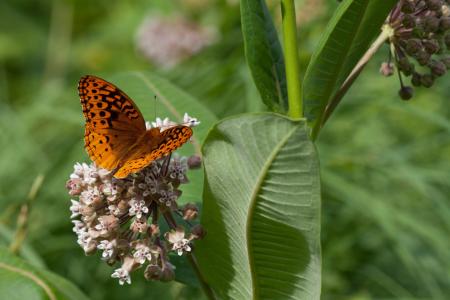 Spangled Fritillary