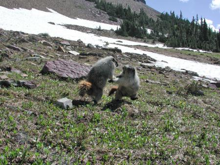 Sparring Marmots in Glacier Park