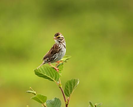 Sparrow