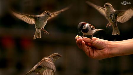 Sparrow Feed