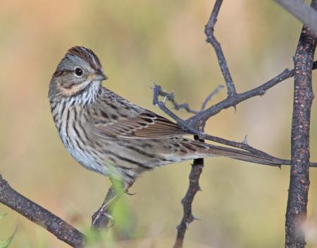 SPARROW, LINCOLN'S (10-9-10) kino springs, scc, az -04