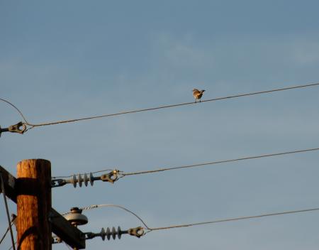 Sparrow on a Wire