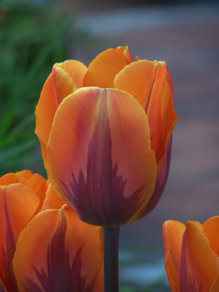 Special dutch tulips in spring