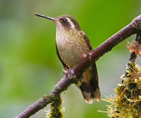 Speckled Hummingbird