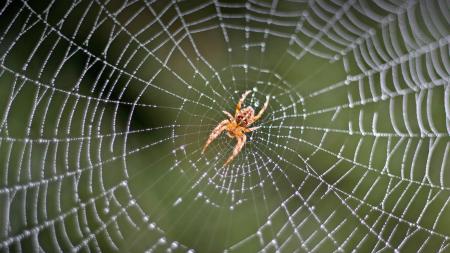 Spider in web