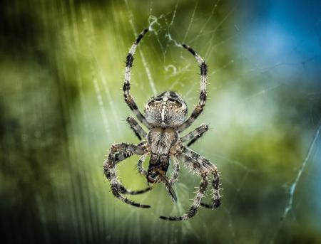 Spider Closeup