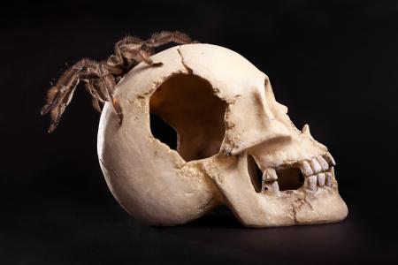 Spider on Human Skull