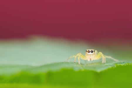 Spider on the Leaf