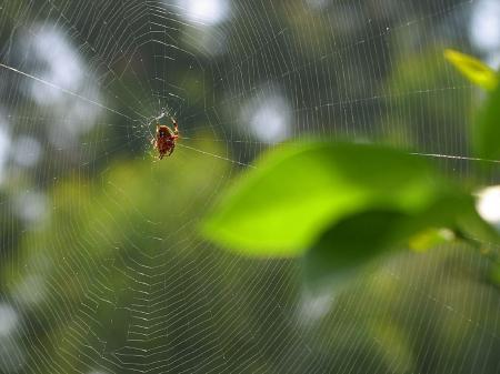 Spider Web