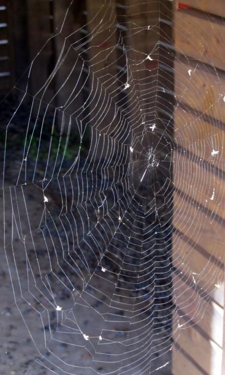 Spider Web