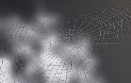 Spider Web