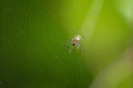 Spider Web