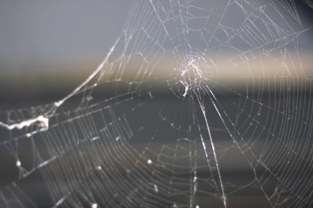 spider web