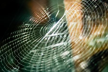 Spiderweb