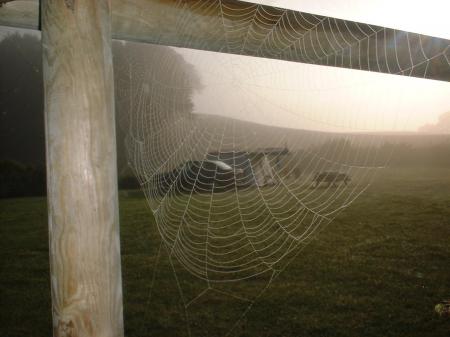 Spiderweb on a cold morning