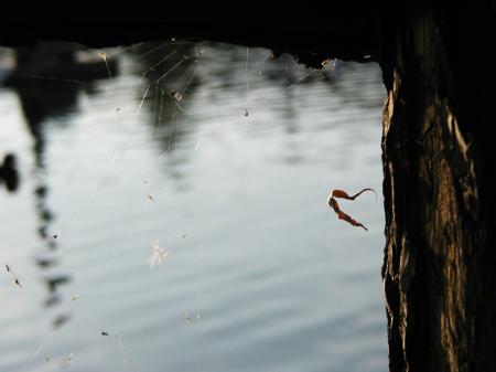 Spiderweb on tree