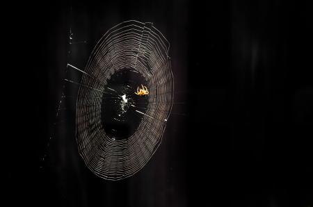 Spiderweb