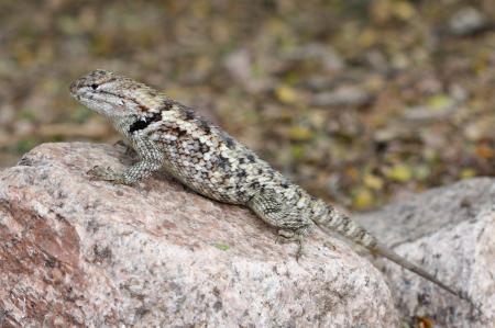 Spiny Lizard