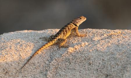 Spiny Lizard