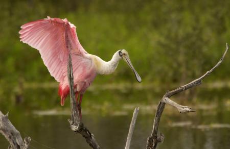 Spoonbill on the Branch