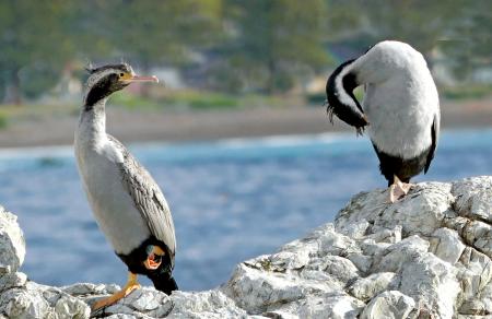 Spotted Shag. NZ (Phalacrocorax punctatus).